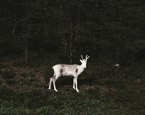Terje Abusdal_Slash & Burn